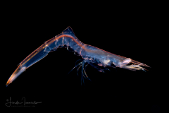 Shrimp Zoea Larva - Caridea - possibly post-larval Tozeuma