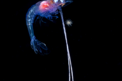 Shrimp Zoea Larva - Possibly Palaemonidae Family