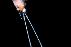 Shrimp Zoea Larva - Possibly Palaemonidae Family