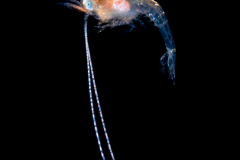 Shrimp Zoea Larva - Possibly Palaemonidae Family