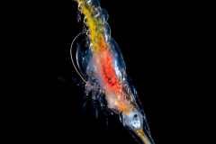 Shrimp - Zoea larval stage of a decapod shrimp