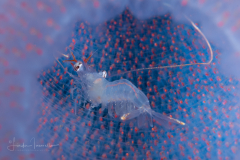 Shrimp in a Pyrosome - Pyrosomatida - Pyrosoma atlanticum