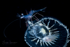 Shrimp on Jellyfish