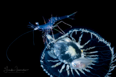 Shrimp - Probably Pandaloidea Superfamily - on Jellyfish
