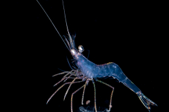 Shrimp - Probably Pandaloidea Superfamily - on Jellyfish