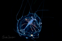 Shrimp - Probably Pandaloidea Superfamily - on Jellyfish