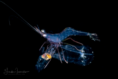 Shrimp - Probably Pandaloidea Superfamily - on Salp