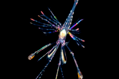 Shrimp with Eyes on Long Stalks