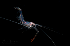 Shrimp with Red Claws
