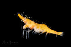 Slender Sargassum Shrimp - Hippolytidae Family - Latreutes fucorum?
