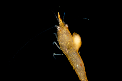 Slender Sargassum Shrimp - Hippolytidae Family - Latreutes fucorum? - with a parasite