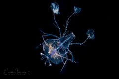 Slipper Lobster - Phyllosoma Larva - Scyllaridae