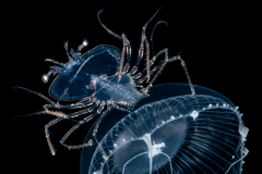 Slipper Lobster - Phyllosoma Larva - Scyllaridae