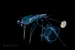 Slipper Lobster - Phyllosoma Larva - Scyllaridae