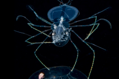 Slipper Lobster - Phyllosoma Larva - Scyllaridae