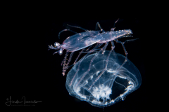 Slipper Lobster - Phyllosoma Larva - Scyllaridae - Riding on Orchistoma Jellyfish
