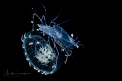 Slipper Lobster - Phyllosoma Larva - Scyllaridae - with Staurodiscus Jellyfish