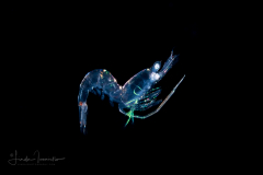 Snapping Shrimp Zoea -  Alpheidae Family