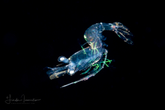 Snapping Shrimp Zoea - Alpheidae Family