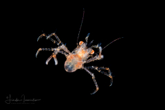 Squat Lobster - Galatheidae - Munida pusilla?