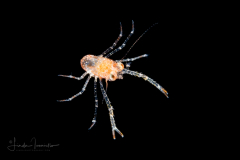 Squat Lobster - Galatheidae - Munida pusilla?
