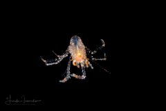 Squat Lobster - Galatheidae - Munida pusilla?