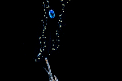 Squat Lobster - Galatheidae - Munida pusilla? - with  Radiolarian and a Copepod - Sapphirinidae - Sapphirina