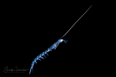 Possibly Deep Water Mysid - Order Lophogastrida
