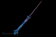 Possibly Deep Water Mysid - Order Lophogastrida