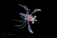Swimming Crab Megalopa - Portunidae Family