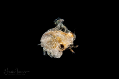 Tiny Crab