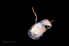 Tiny Hyperiid Amphipod