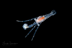 Unknown Crustacean with Hydromedusa - Anthoathecata - Pandeidae - Cirrhitiara superba?