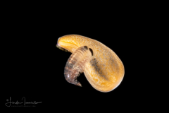 Zoanthella Coral Larva - Zoantharia Order - Semper's Larva - with a Hyperiid Amphipod