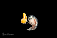 Zoanthella Coral Larva - Zoantharia Order - Semper's Larva - with a Hyperiid Amphipod