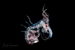 Pelagic Amphipod - Phronimidae - Phronima - Male
