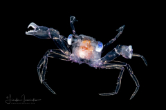 Swimming Crab Megalopa - Portunidae Family