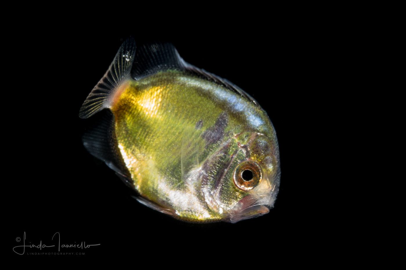 Angelfish - Cherubfish - Pomacanthidae Family - Centropyge argi
