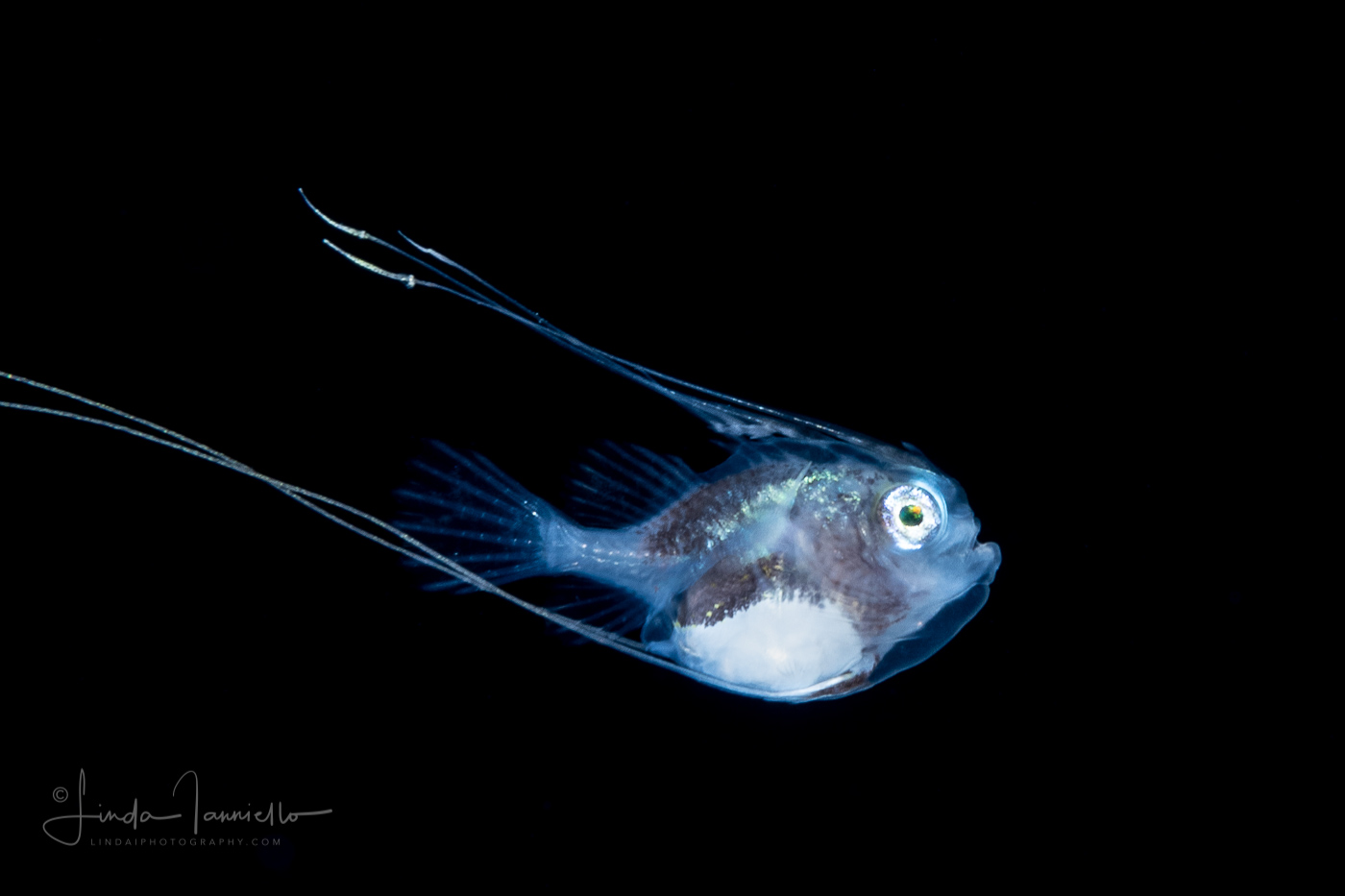 Anglerfish - Monkfish -  Lophiidae - Lophiodes species