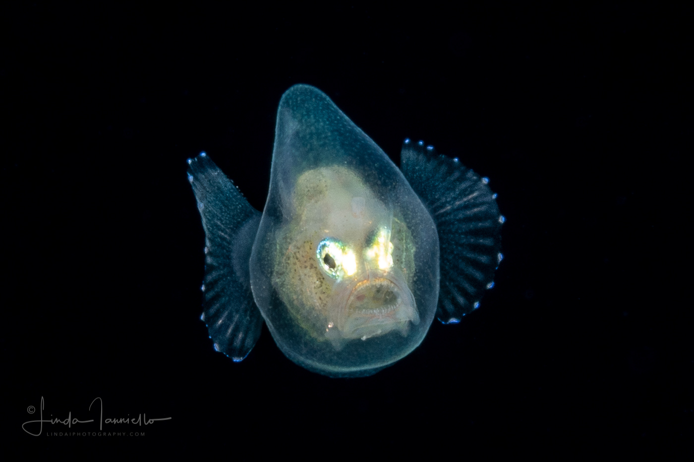 Anglerfish - Cosmopolitan hipnose - Gigantactinidae - Gigantactis cf. vanhoeffeni - Female
