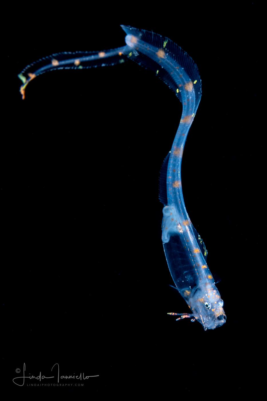Cusk eel - Slender - Family Ophidiidae - Porogadus miles
