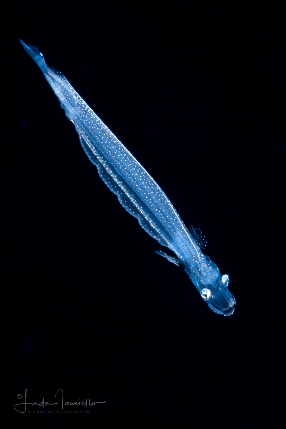 Dragonfish Larva - Stomiidae Family - Bathophilus sp.