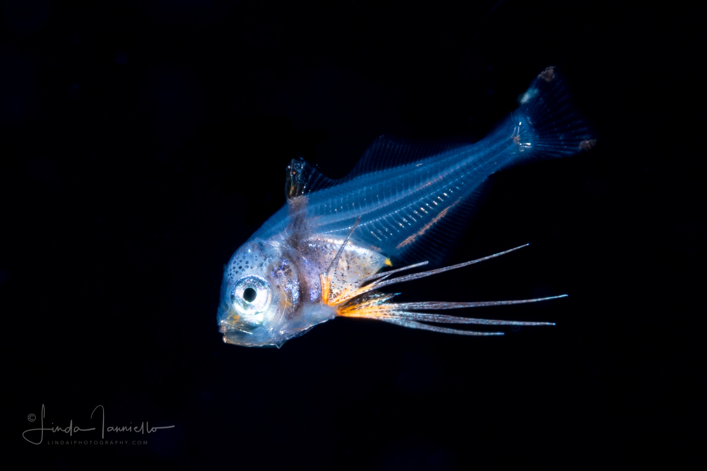 Driftfish - Man-of-War Fish - Nomeidae Family - Nomeus gronovii ?