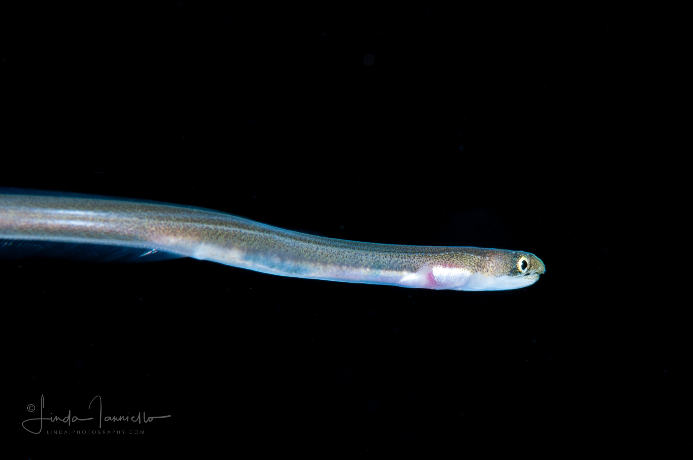 Eel - Sharptail - Ophichthidae Family