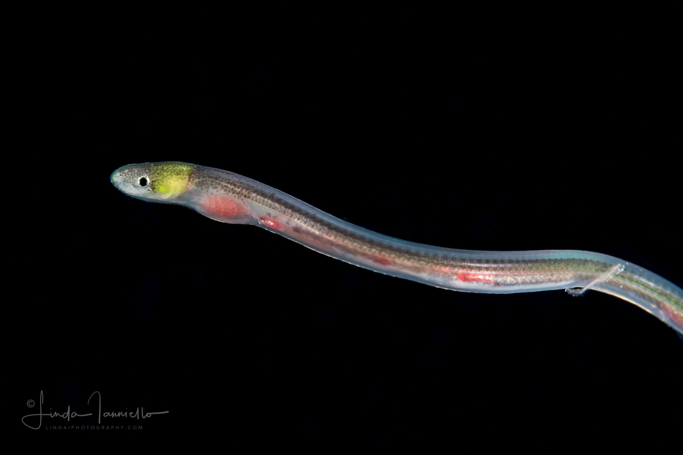 Eel - Snake Eel - Ophichthidae Family