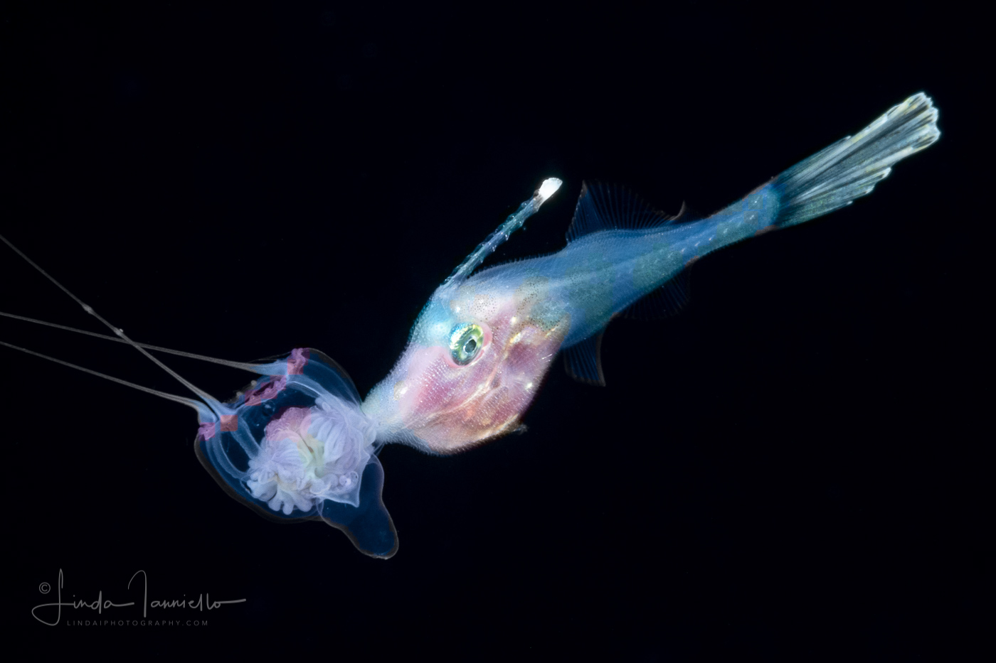 Filefish - Dotterel - Monacanthidae  Family - Aluterus heudelotii - With  a Hydromedusa -  Cirrhitiara superba