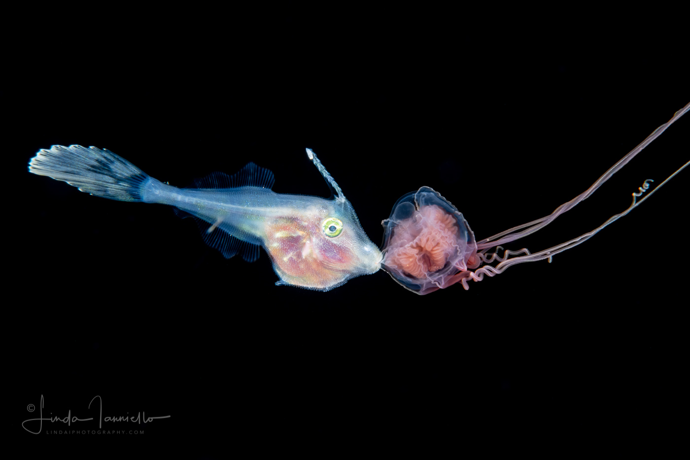 Filefish - Dotterel - Monacanthidae Family - Aluterus heudelotii - With a Hydromedusa - Eutiara mayeri
