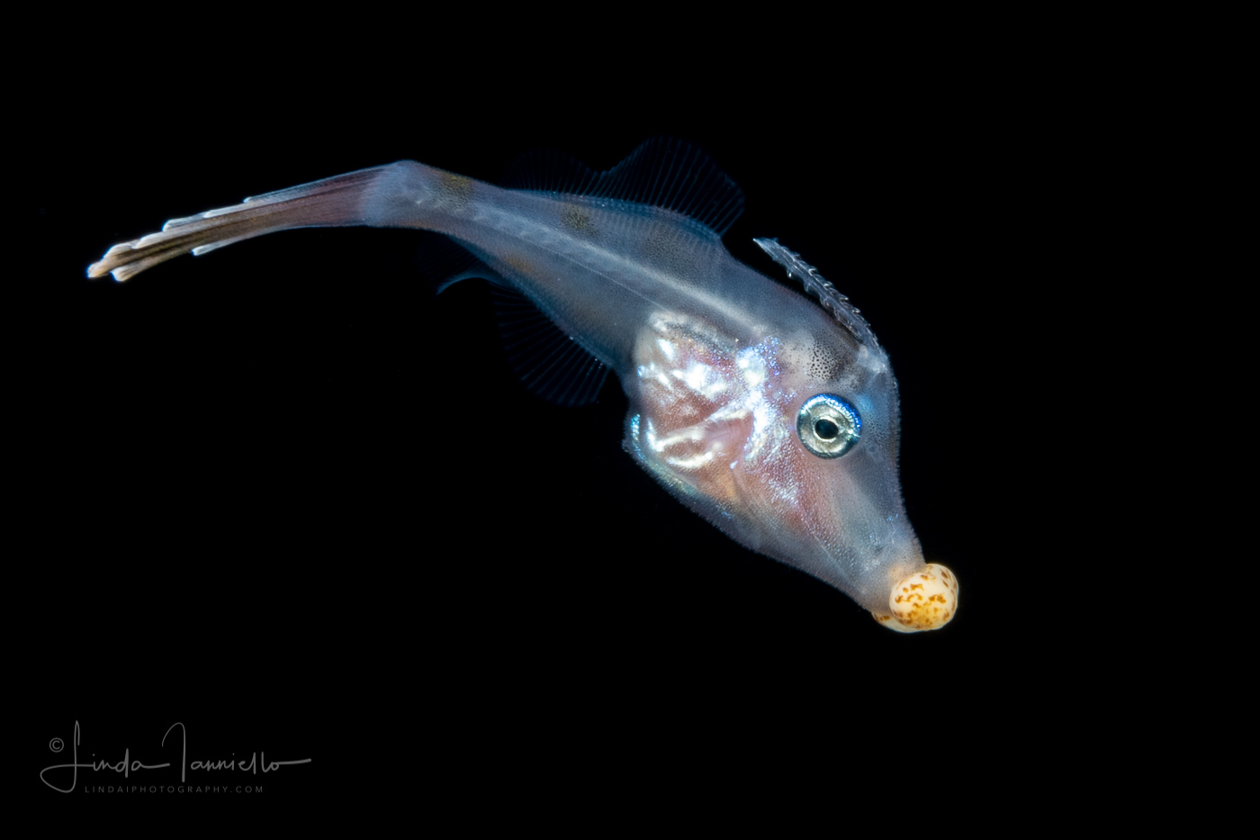 Filefish - Dotterel - Monacanthidae Family - Aluterus heudelotii - With a Zoanthella Coral Larva - Zoantharia Order - Semper's Larva