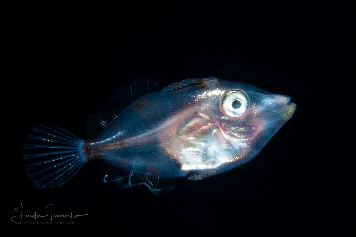 Filefish - Monacanthidae Family - Slender (Monacanthus tuckeri) or Fringed (M. ciliatus)