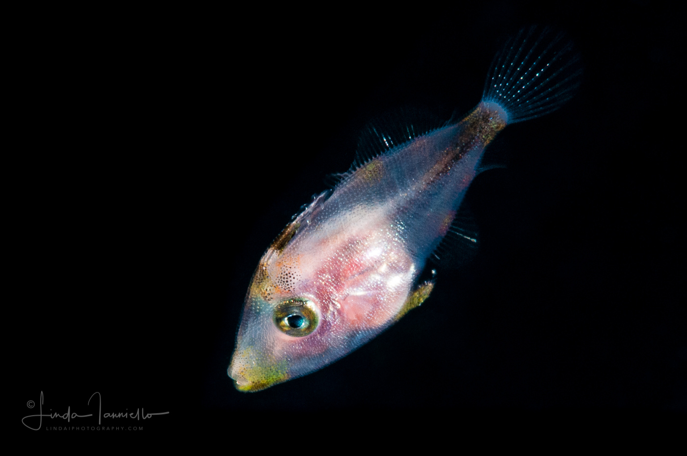 Filefish  - Monacanthidae Family - Slender (Monacanthus tuckeri) or Fringed (M. ciliatus)